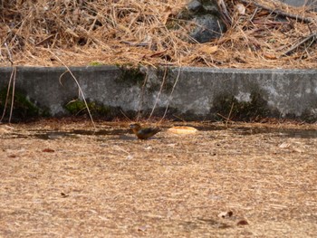 Red Crossbill 創造の森(山梨県) Sat, 11/18/2023