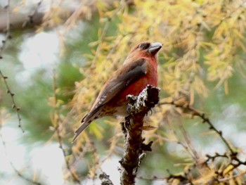 Red Crossbill 創造の森(山梨県) Sat, 11/18/2023