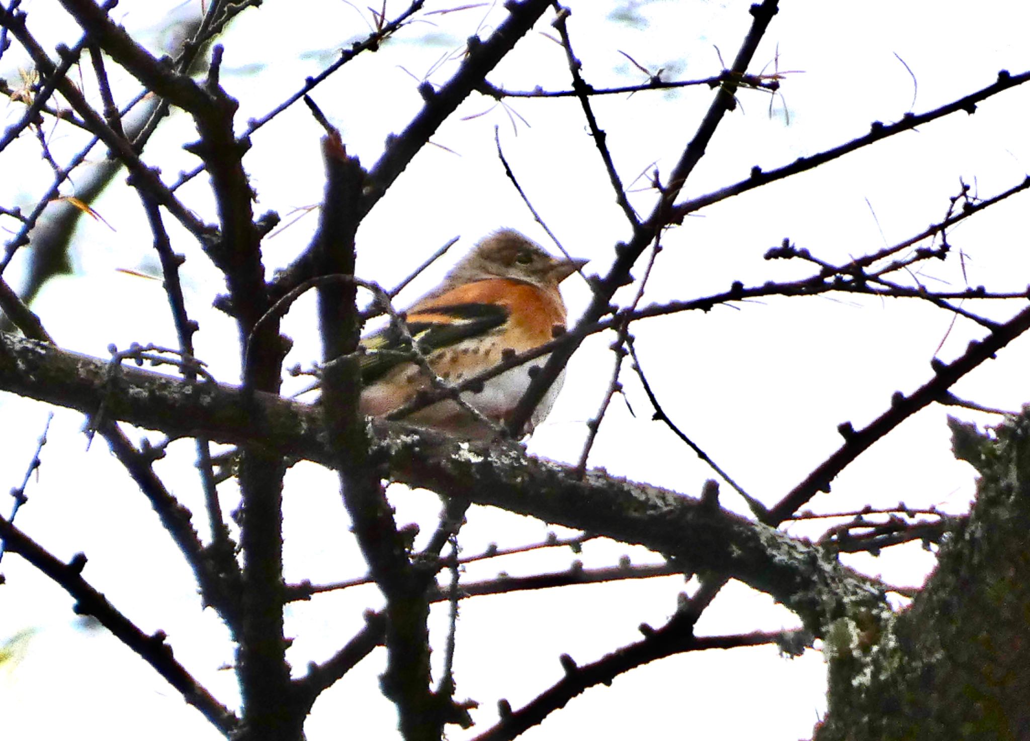 Brambling