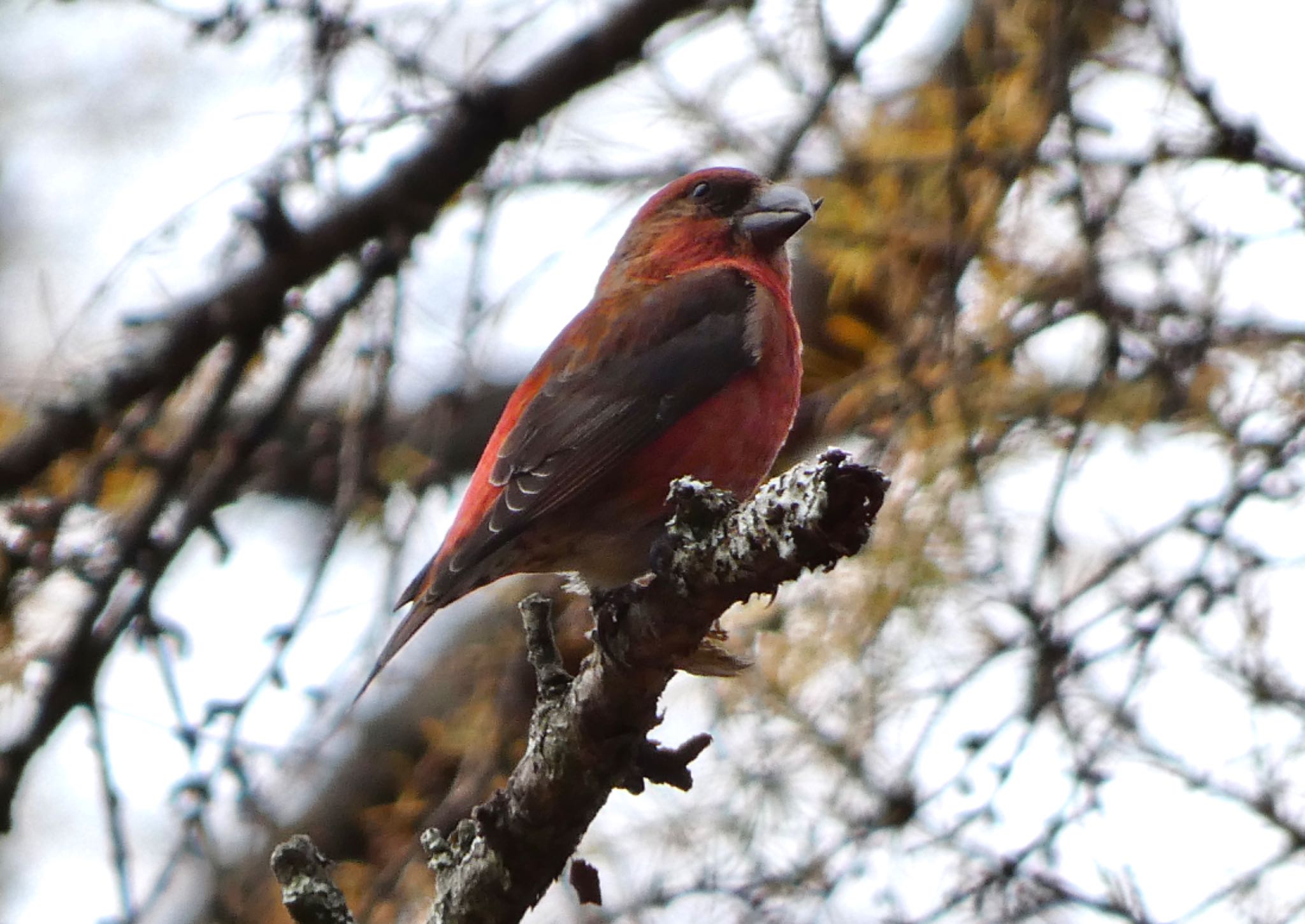 Photo of Red Crossbill at 創造の森(山梨県) by koshi