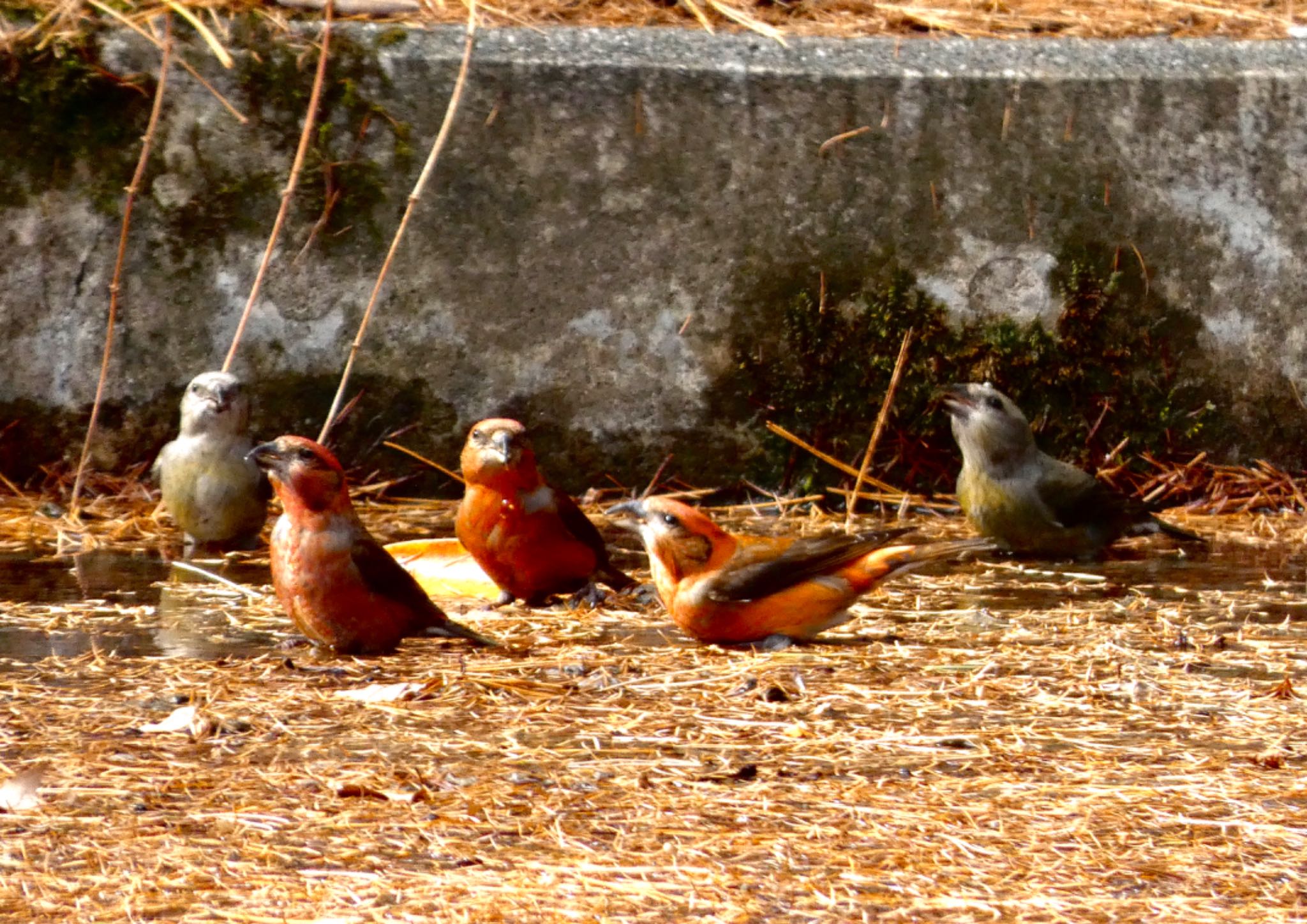 Red Crossbill