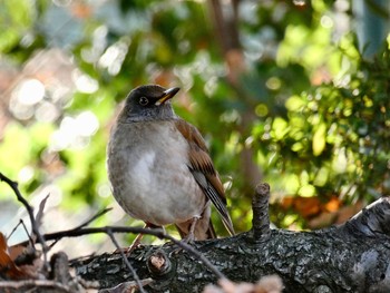 Pale Thrush S公園 Fri, 12/22/2017