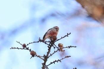 Common Redpoll Senjogahara Marshland Sun, 11/26/2023