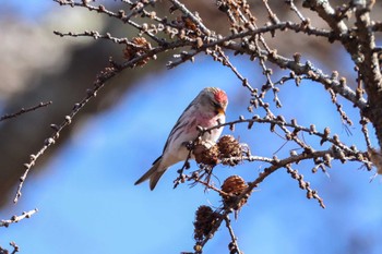 Common Redpoll Senjogahara Marshland Sun, 11/26/2023