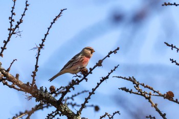 Common Redpoll Senjogahara Marshland Sun, 11/26/2023