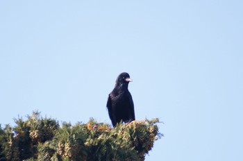 Carrion Crow 横浜市内 Mon, 11/27/2023