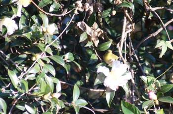 Warbling White-eye 横浜市内 Tue, 11/28/2023