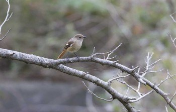 Daurian Redstart 和歌山市 Mon, 11/27/2023