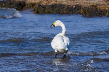 コハクチョウ 湖北海岸 2023年11月24日(金)