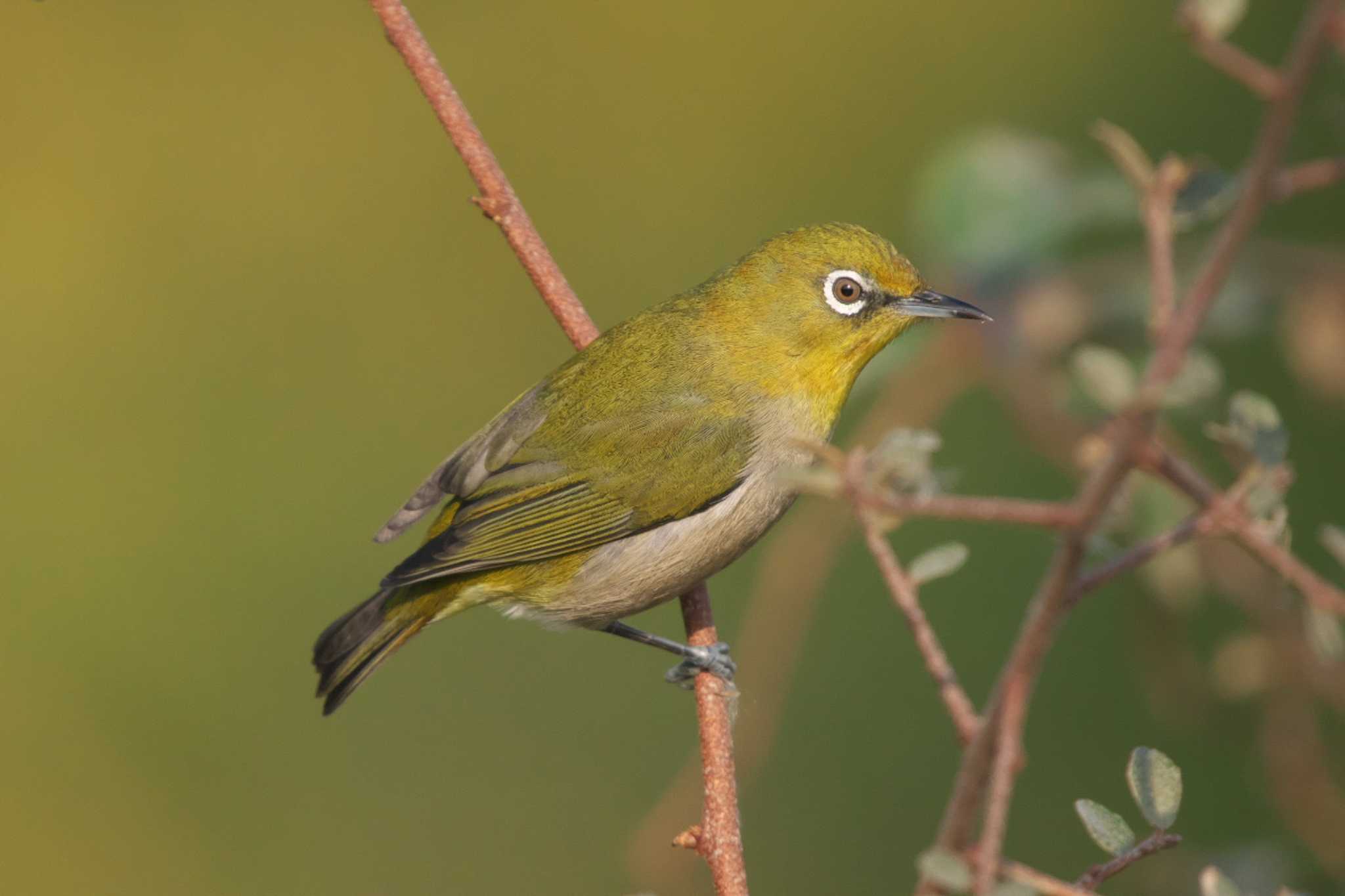 Warbling White-eye