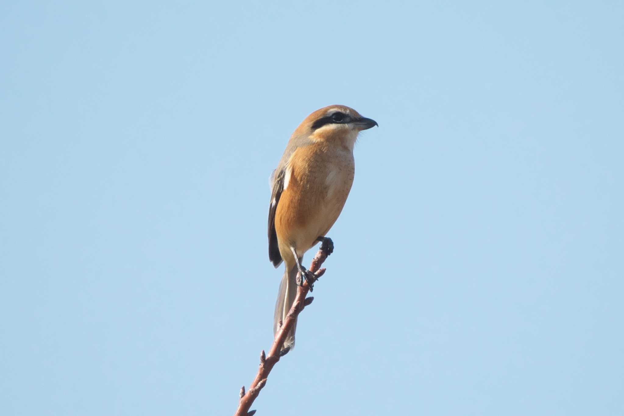 Bull-headed Shrike