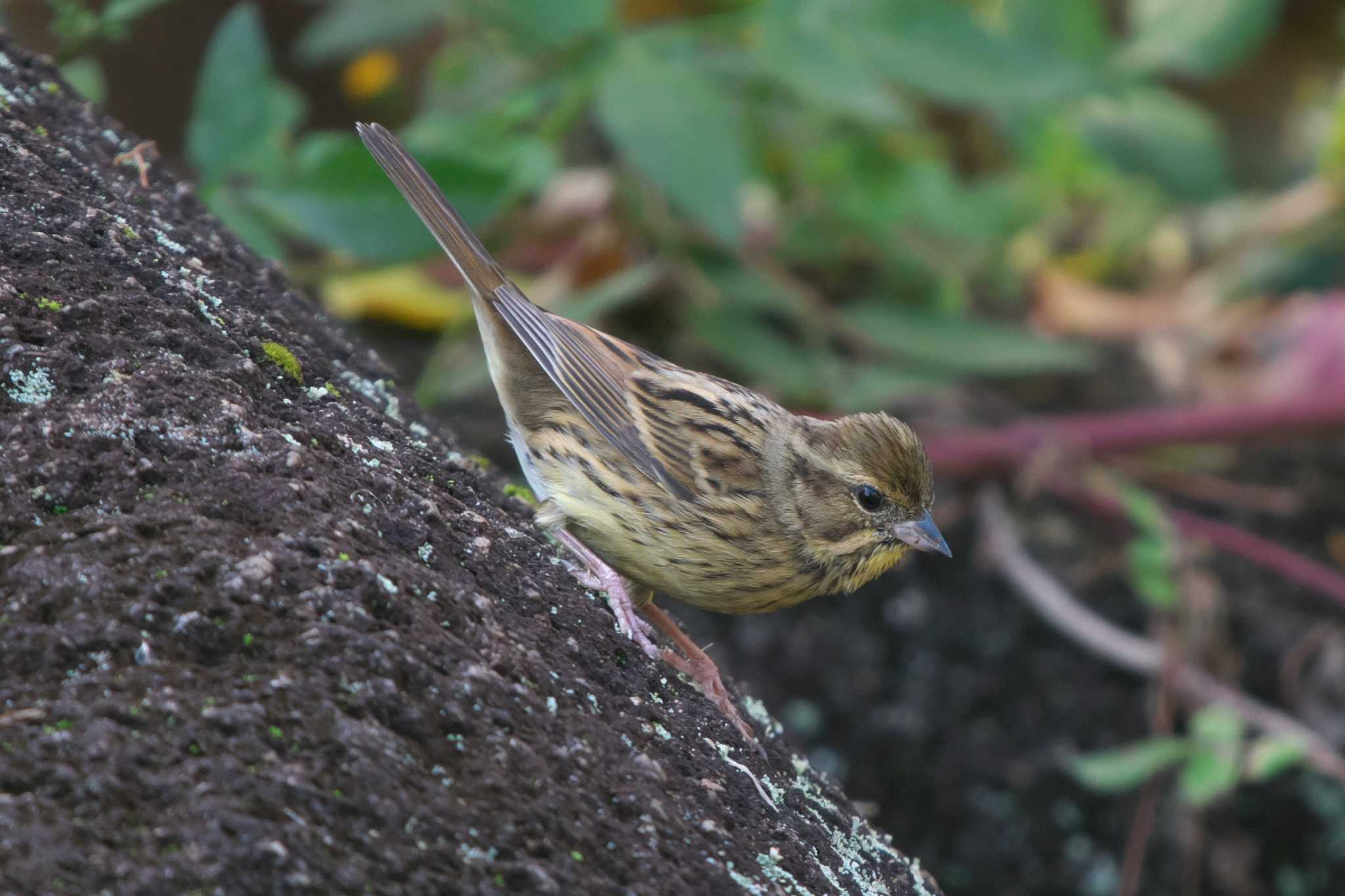 Photo of Masked Bunting at Kasai Rinkai Park by Y. Watanabe