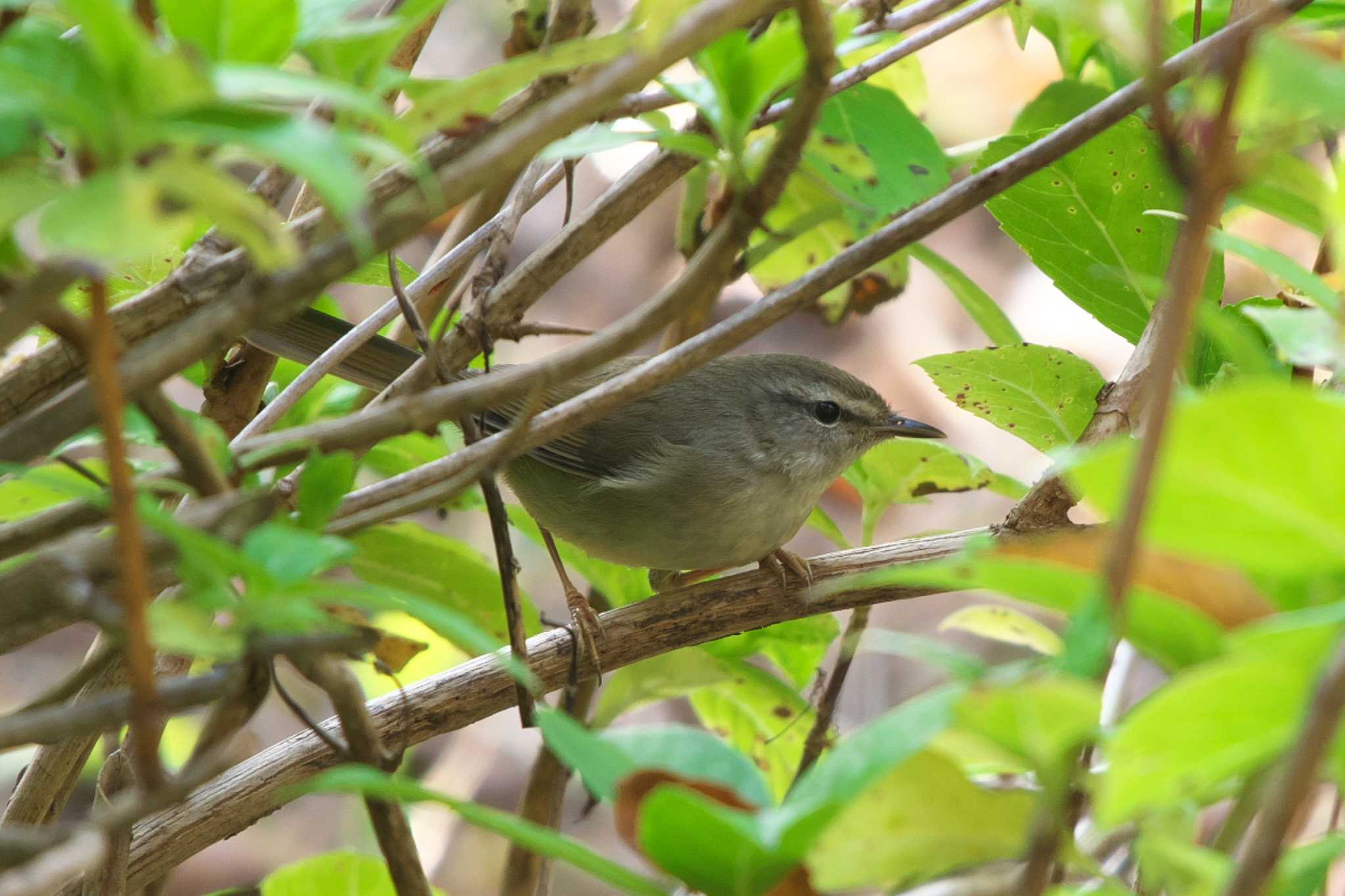 Photo of Japanese Bush Warbler at Kasai Rinkai Park by Y. Watanabe