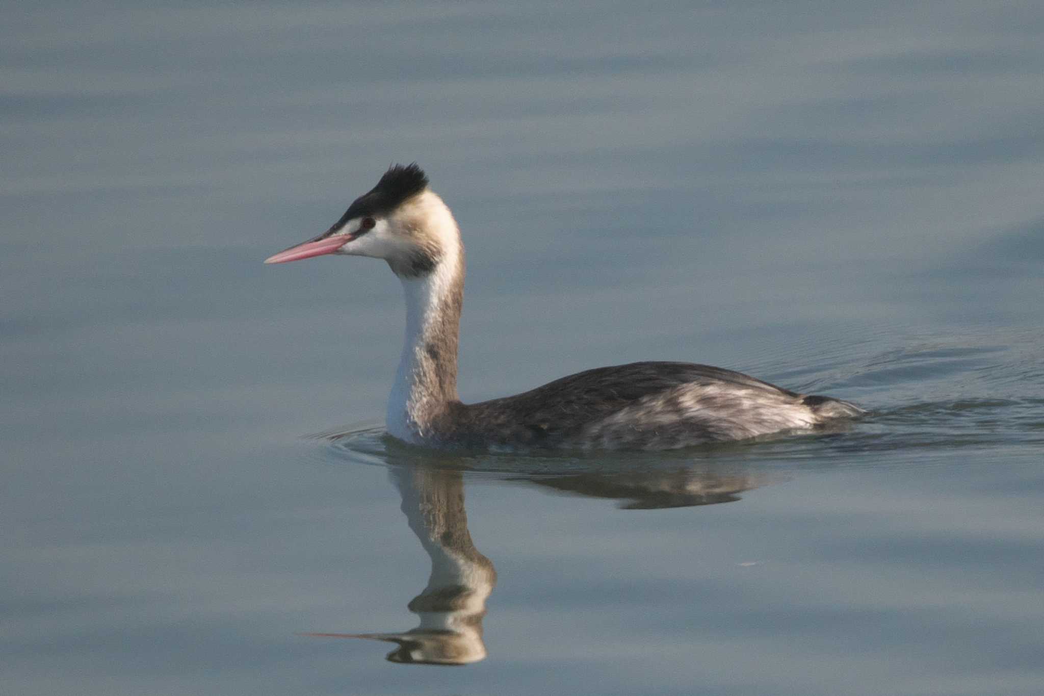 葛西臨海公園 カンムリカイツブリの写真 by Y. Watanabe