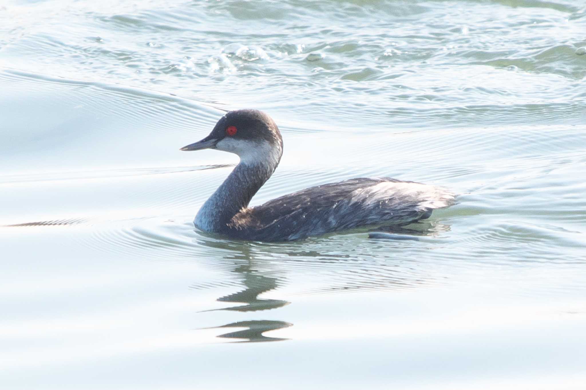 葛西臨海公園 ハジロカイツブリの写真 by Y. Watanabe