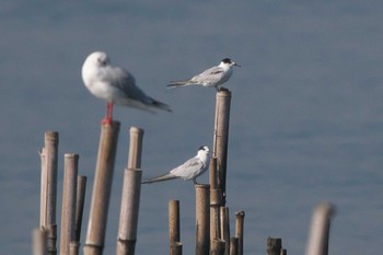 アジサシ 葛西臨海公園 2023年11月27日(月)