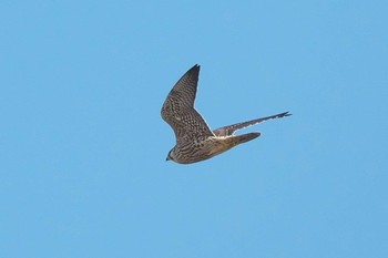 2023年11月27日(月) 葛西臨海公園の野鳥観察記録