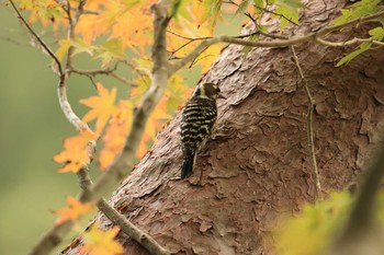 コゲラ 神戸市立森林植物園 2018年10月7日(日)