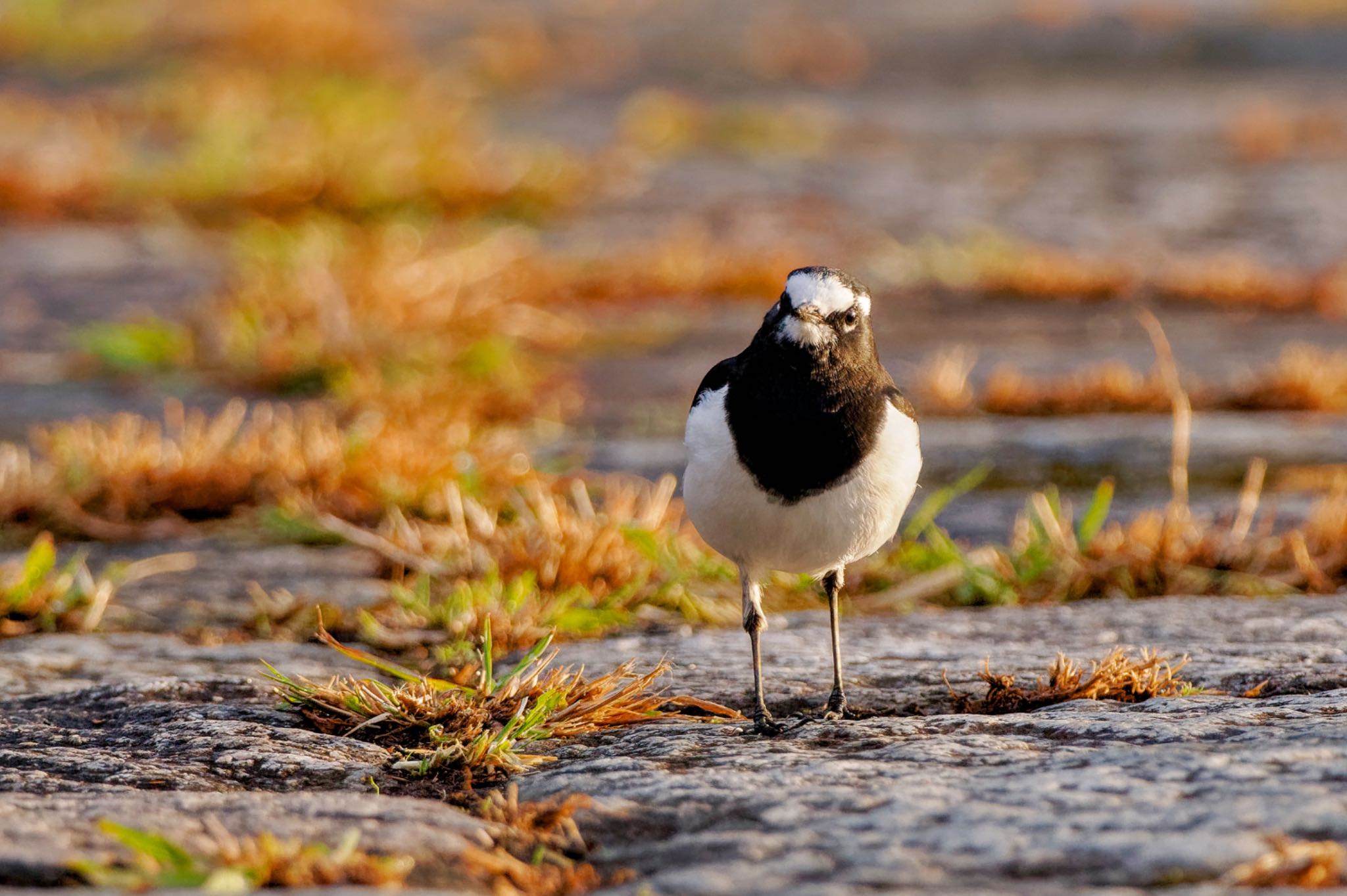 Japanese Wagtail