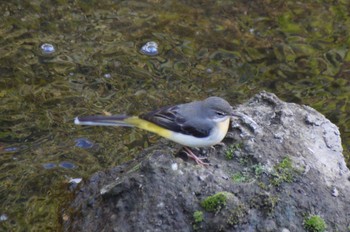 Grey Wagtail 奈良山公園 Mon, 11/27/2023