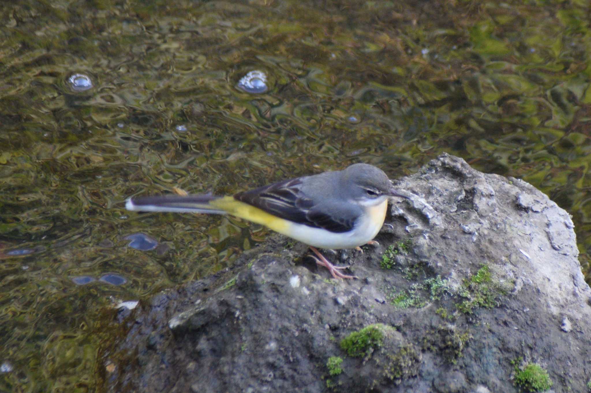 Grey Wagtail