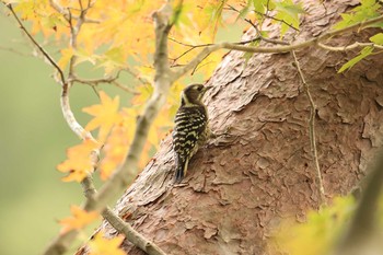コゲラ 神戸市立森林植物園 2018年10月7日(日)