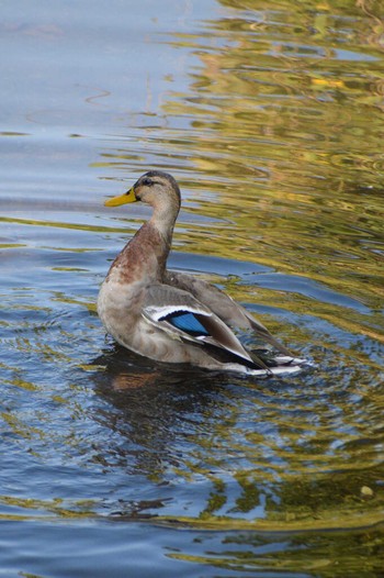 Mallard 奈良山公園 Mon, 11/27/2023