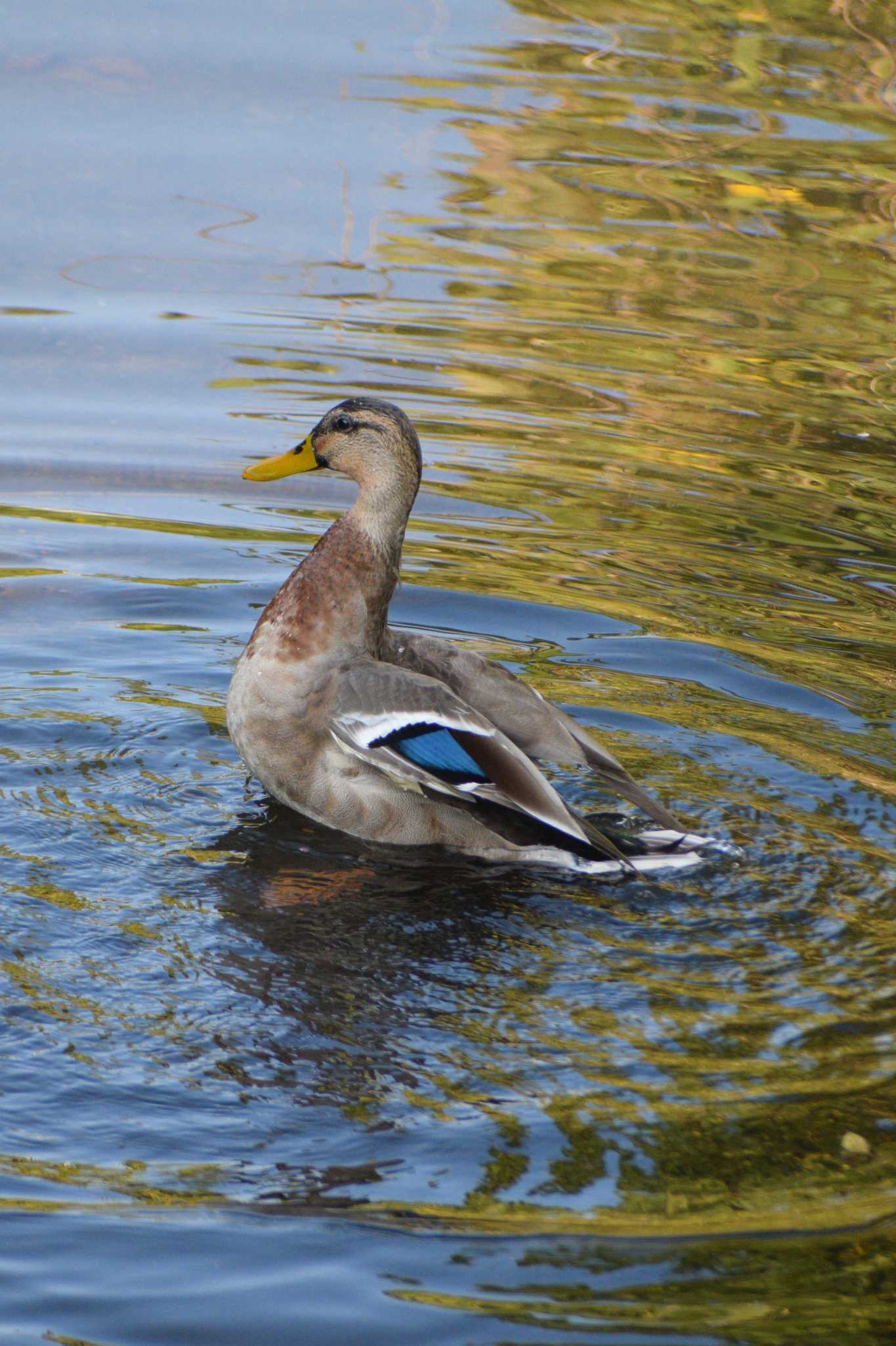 Mallard