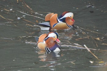 Mandarin Duck 奈良山公園 Mon, 11/27/2023