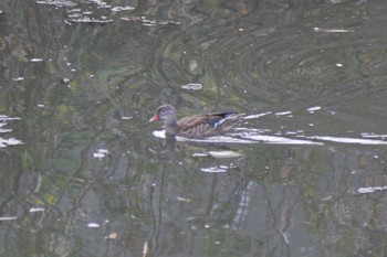 オシドリ 奈良山公園 2023年11月27日(月)