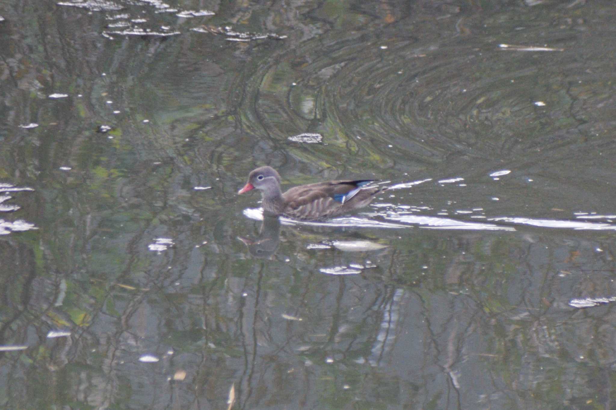 Mandarin Duck