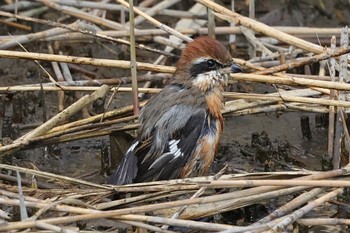 モズ 東京港野鳥公園 2023年11月23日(木)