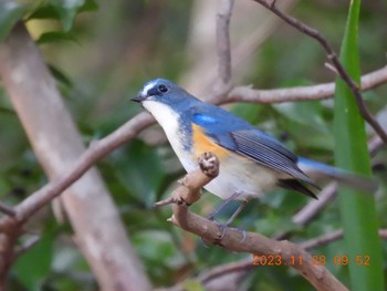 Red-flanked Bluetail 月見の森(岐阜県) Tue, 11/28/2023