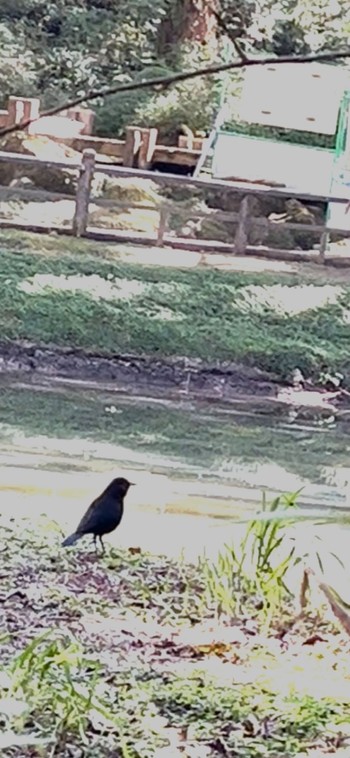 Collared Bush Robin 阿里山国家森林遊楽区 Sun, 11/19/2023