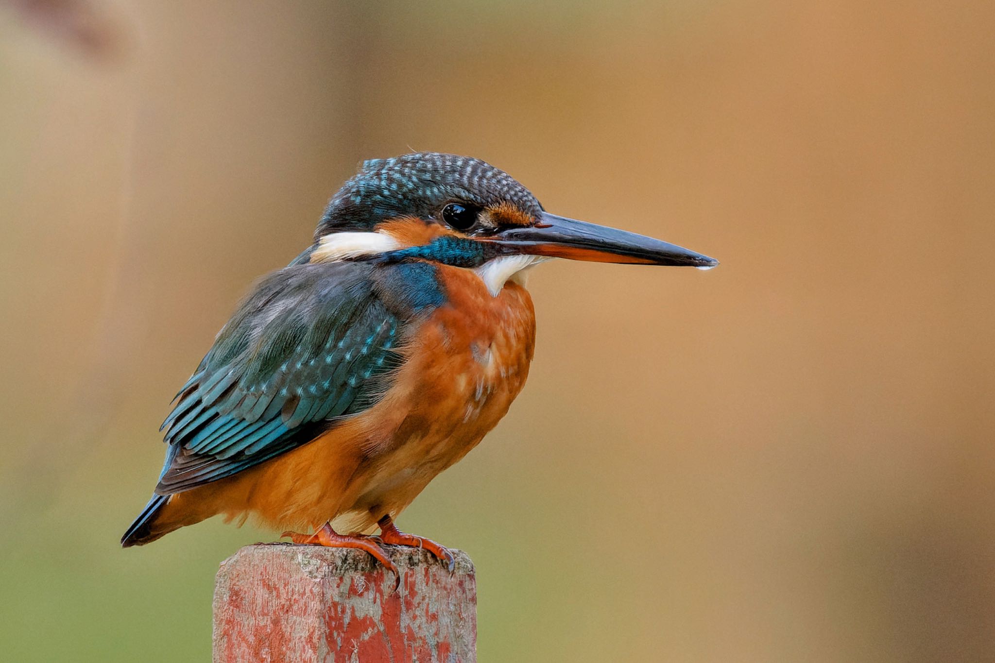 Common Kingfisher