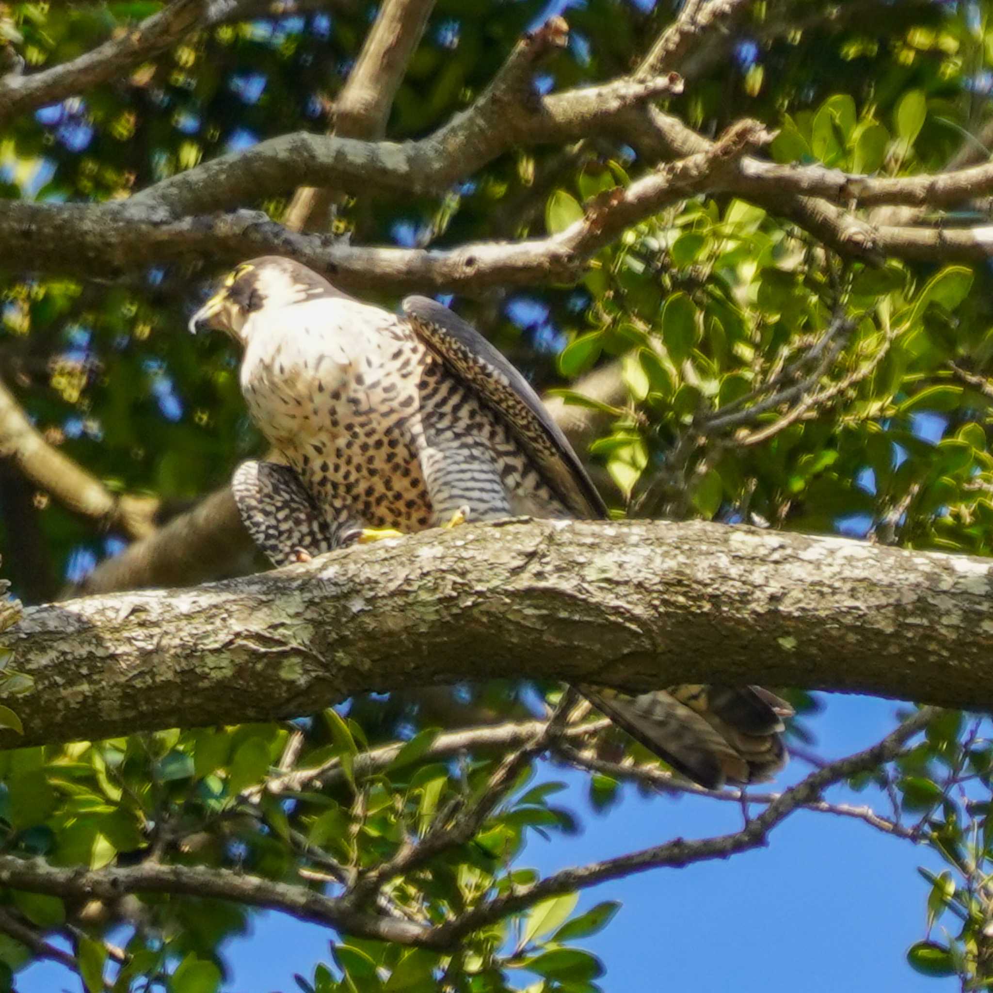 Photo of Peregrine Falcon at  by misa X
