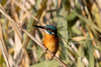 Common Kingfisher Unknown Spots Tue, 11/28/2023