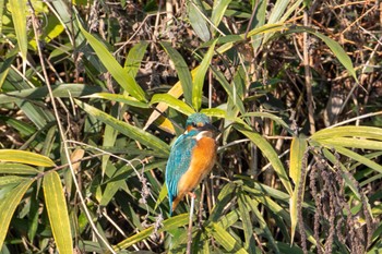 Common Kingfisher Unknown Spots Tue, 11/28/2023