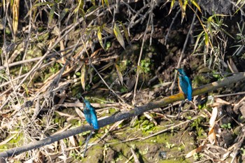 Common Kingfisher Unknown Spots Tue, 11/28/2023