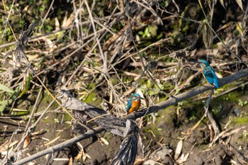 Common Kingfisher Unknown Spots Tue, 11/28/2023