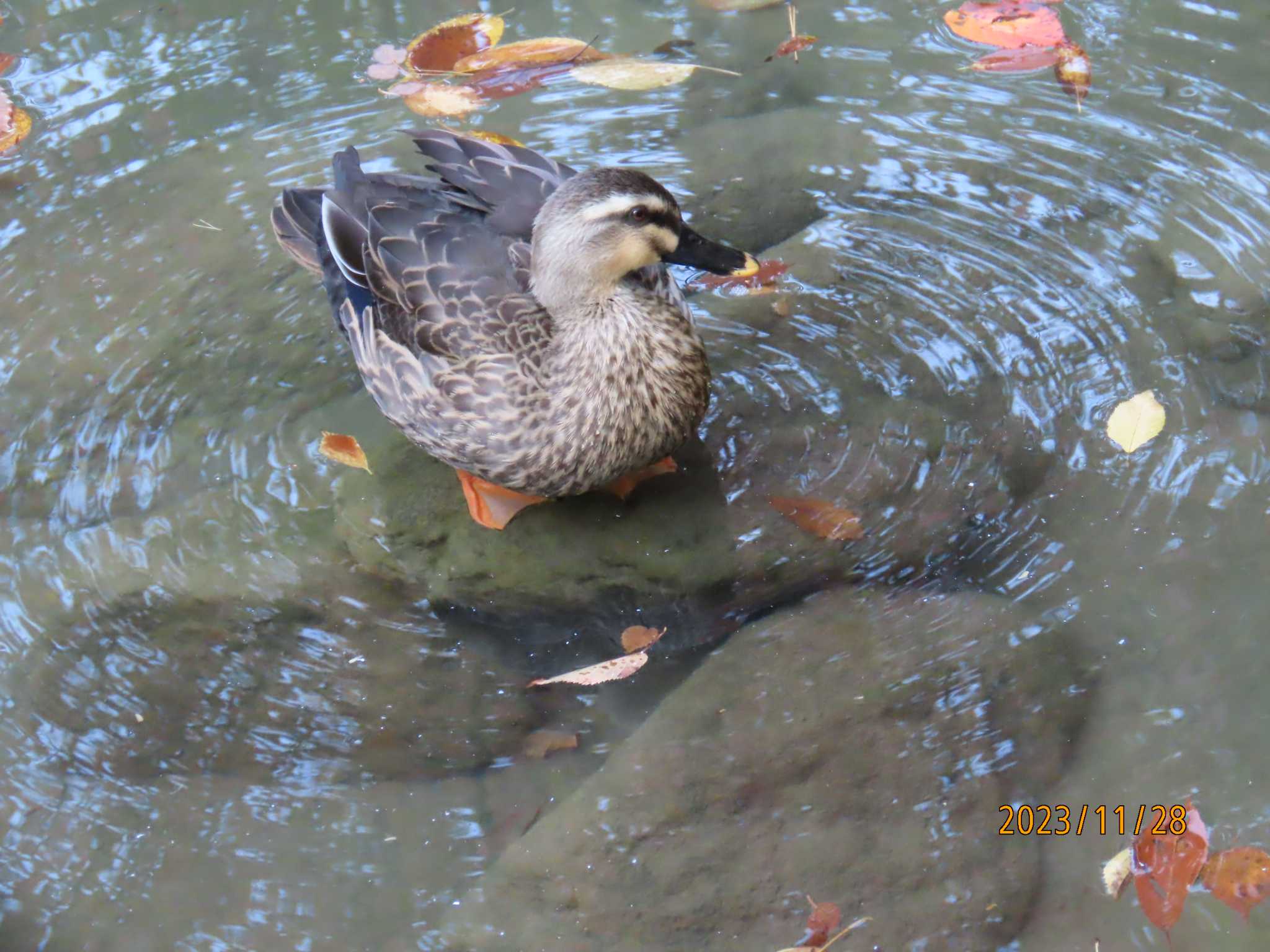 都内公園 カルガモの写真