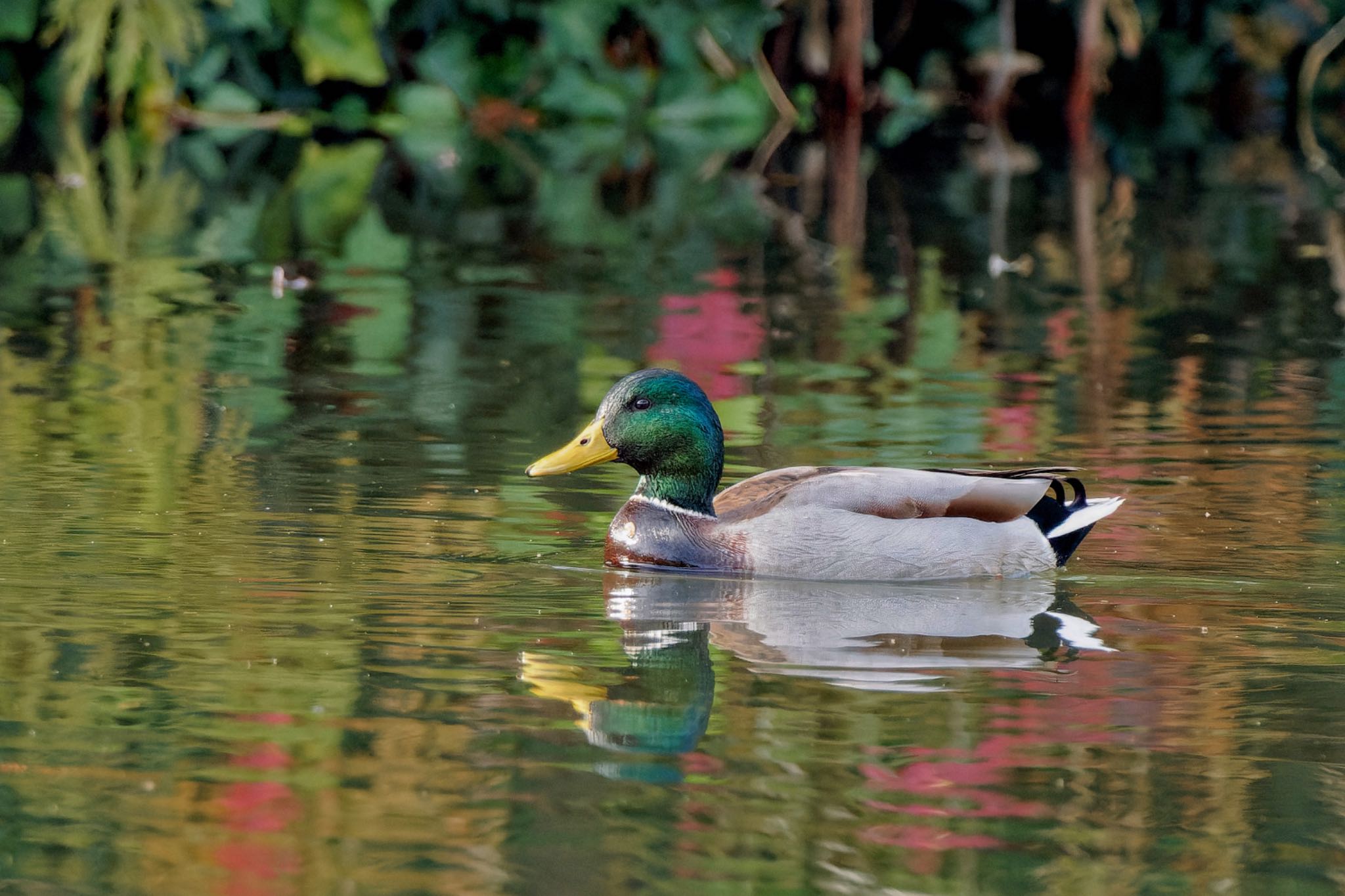 水元公園 マガモの写真