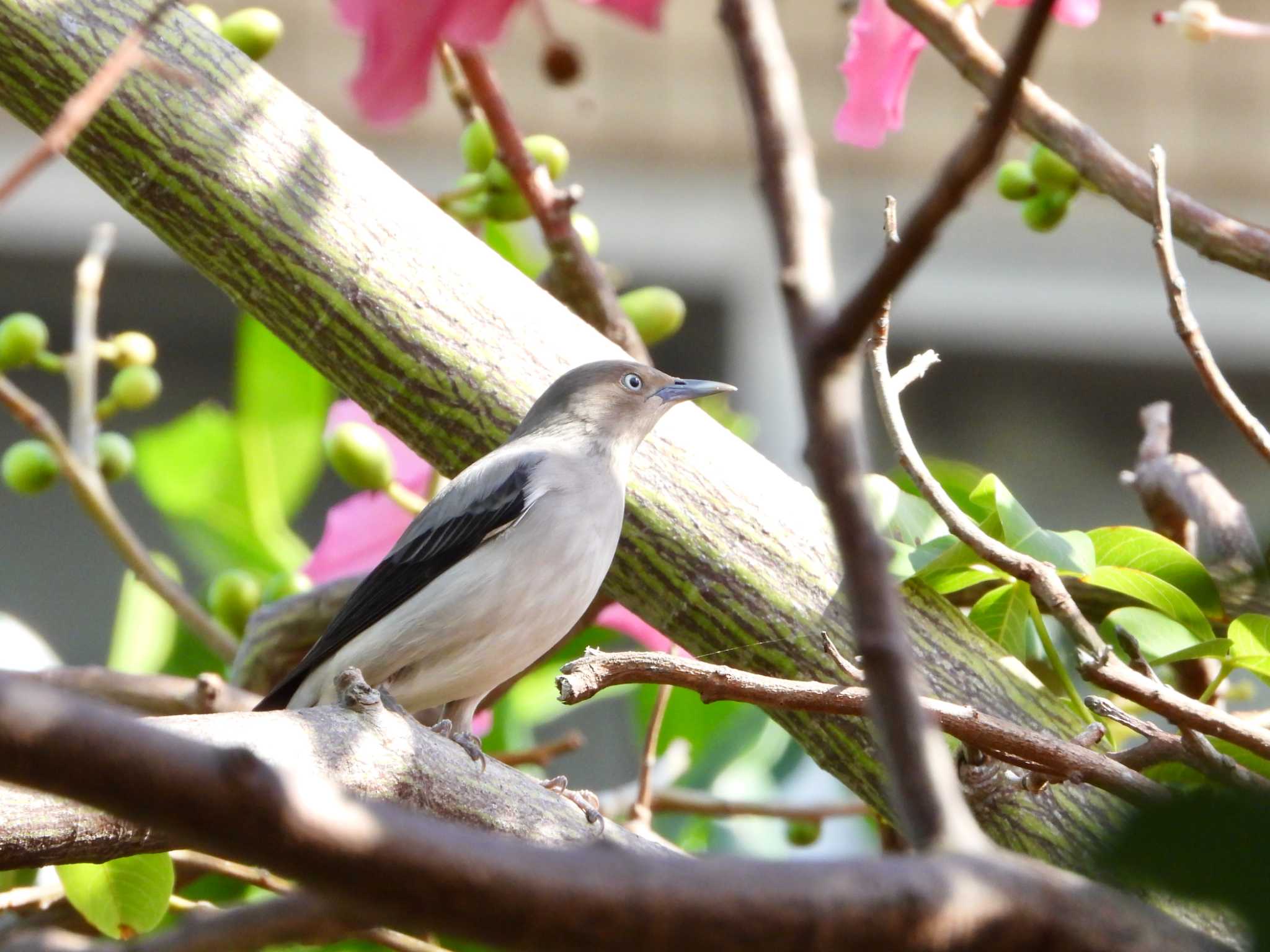 White-shouldered Starling