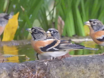 2023年11月28日(火) 京都御苑の野鳥観察記録