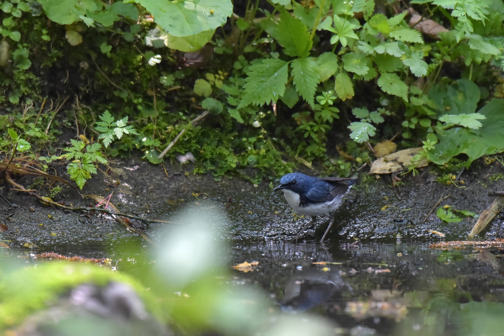 Photo of Siberian Blue Robin at 北海道千歳市 by aoitori