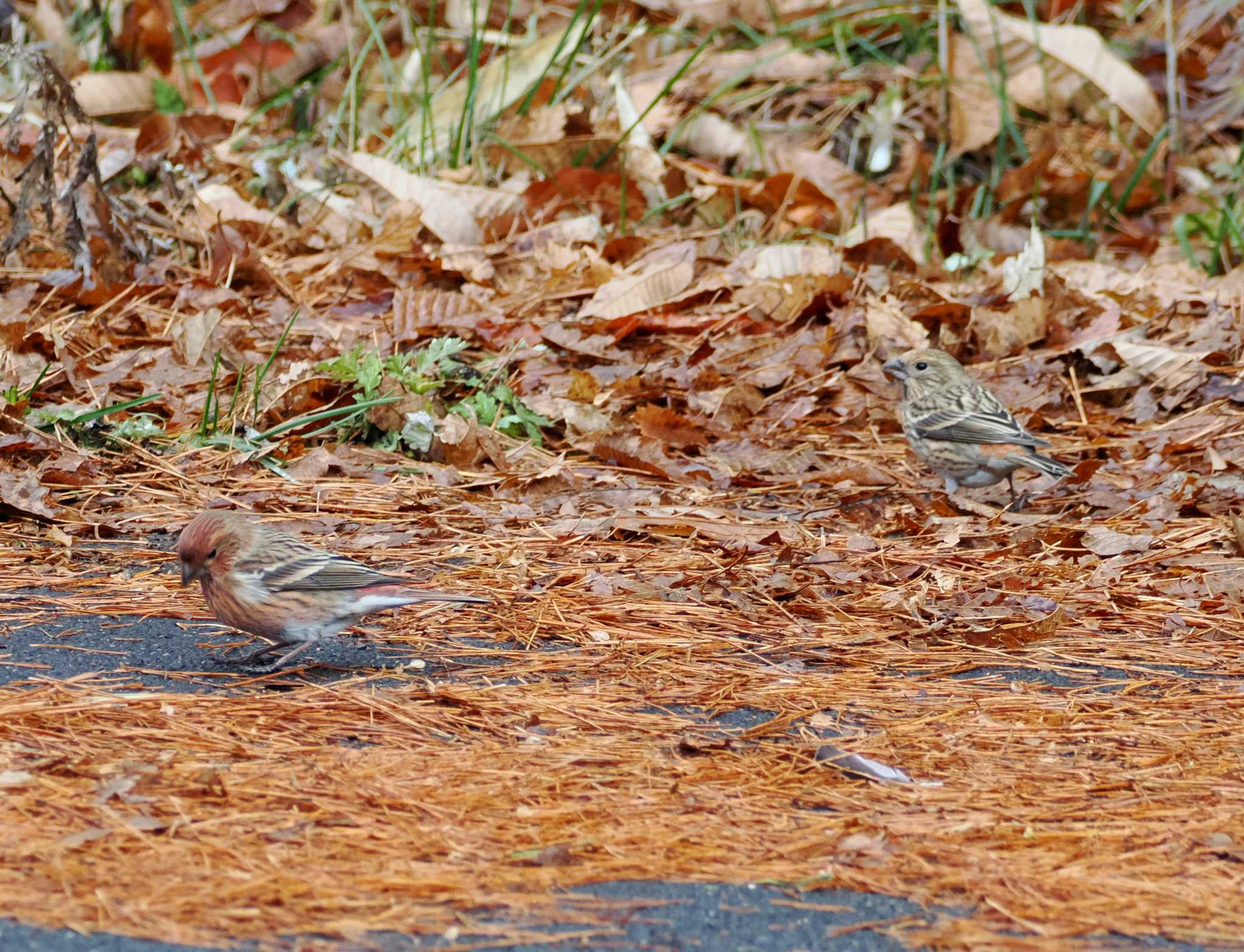 Photo of Pallas's Rosefinch at 岡谷林道 by ぴろり