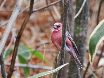 Pallas's Rosefinch 岡谷林道 Tue, 11/28/2023