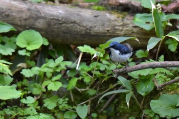 Siberian Blue Robin 北海道千歳市 Thu, 6/7/2018