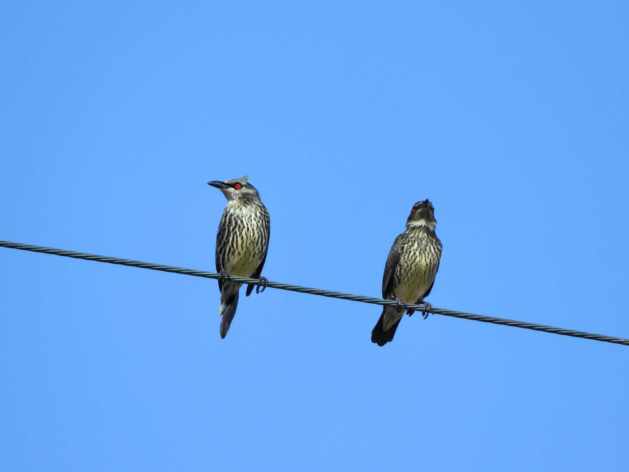 Asian Glossy Starling