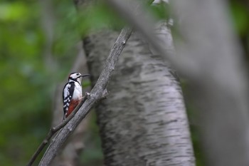 Great Spotted Woodpecker(japonicus) 北海道千歳市 Thu, 6/7/2018